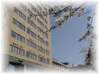 Cherry blossom and faculty of science and technology building No.2