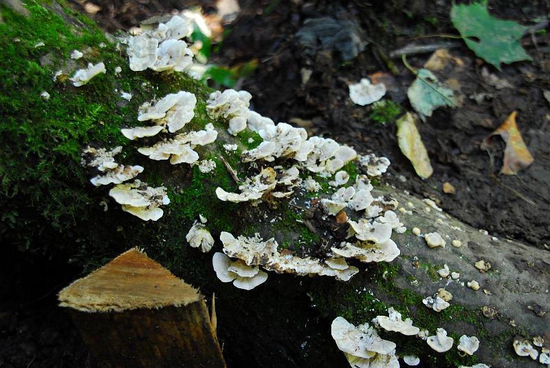 DSC_3235.JPG