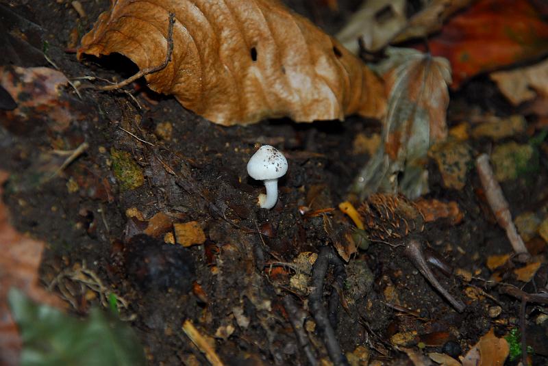 DSC_3238.JPG