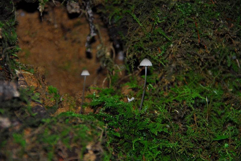 DSC_3239.JPG