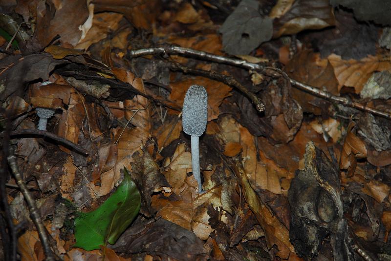 DSC_3240.JPG