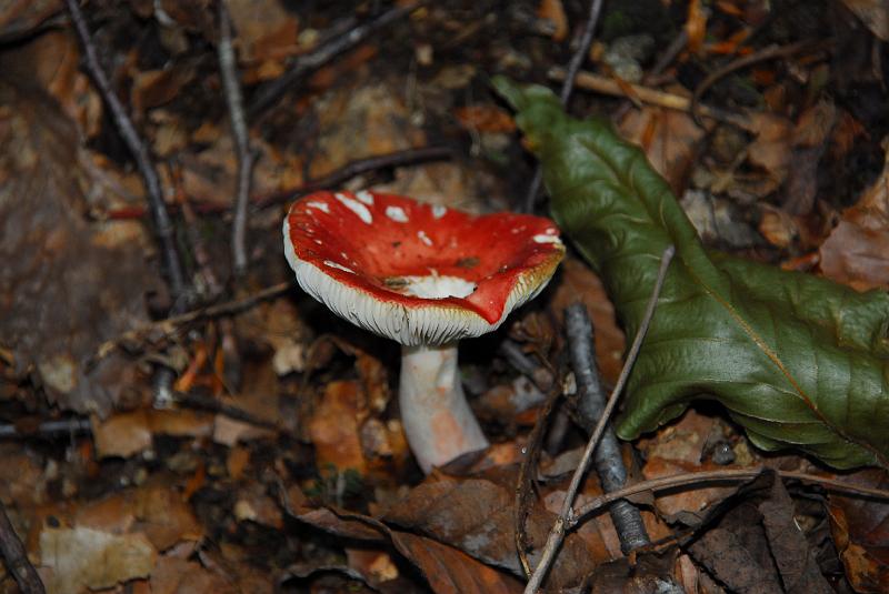 DSC_3242.JPG