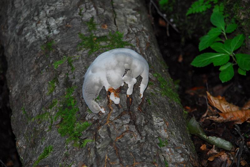 DSC_3243.JPG