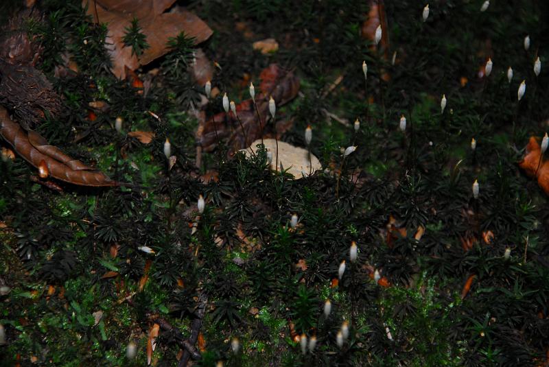 DSC_3247.JPG