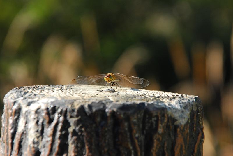 DSC_3251.JPG