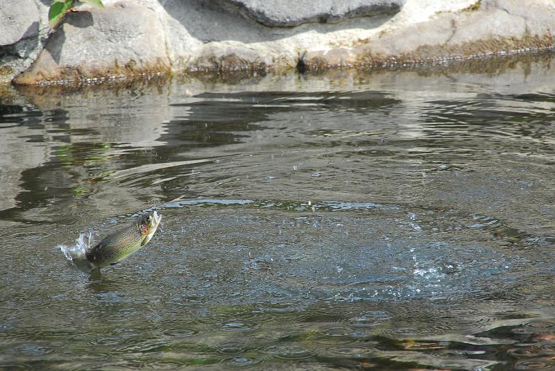 DSC_3354.JPG