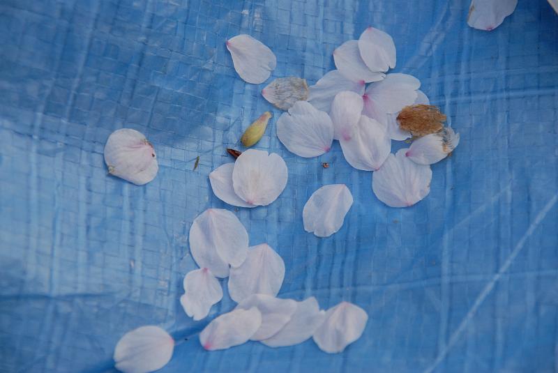 DSC_8918.JPG