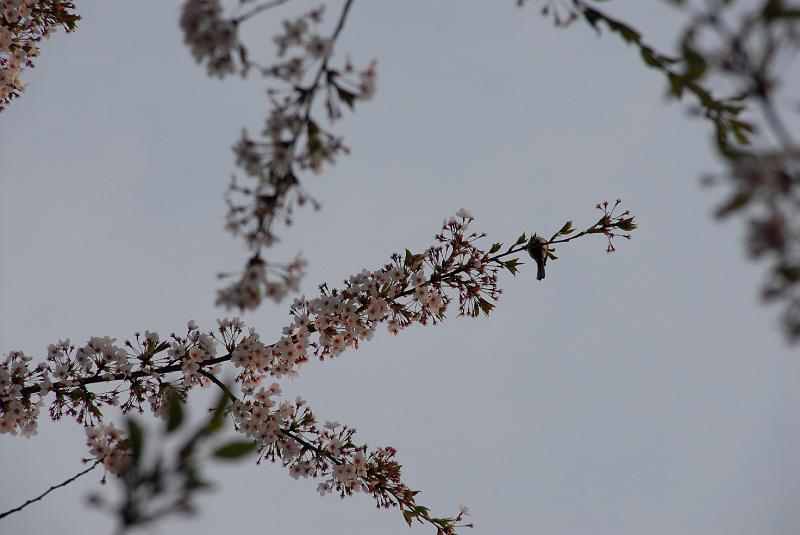 DSC_8922.JPG