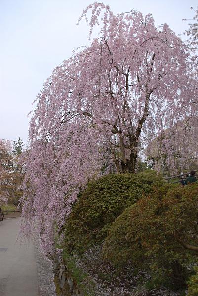 DSC_8927.JPG