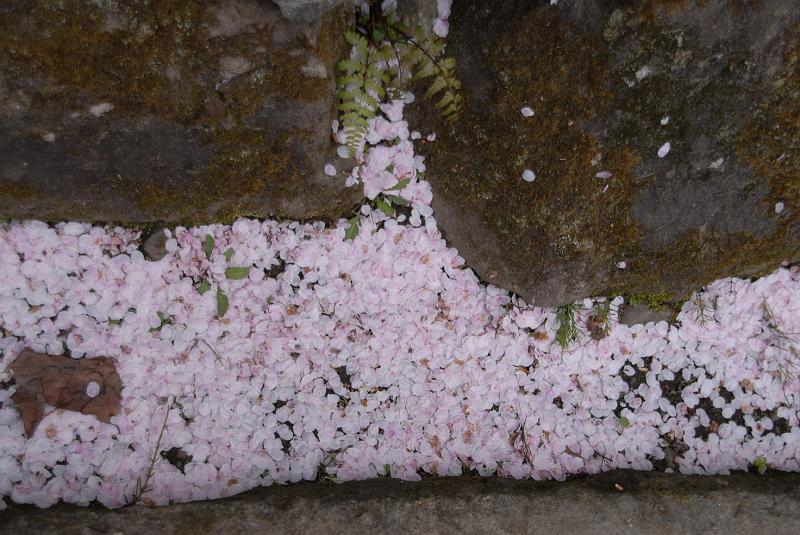 DSC_8938.JPG