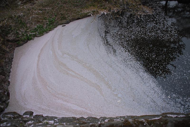 DSC_8945.JPG