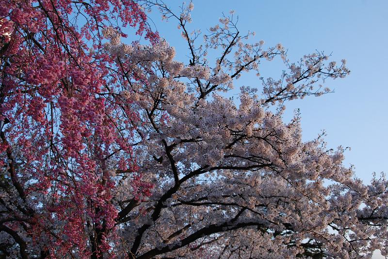 DSC_0242.JPG