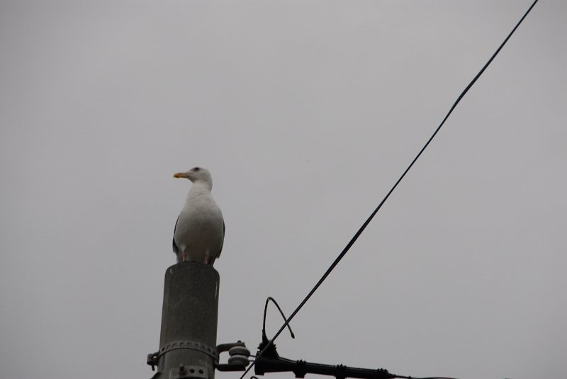 DSC_6176.JPG