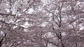 DSCF0093