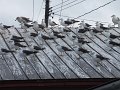 DSCF2592