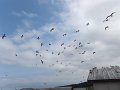 DSCF2593