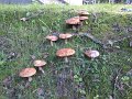 DSCF2655