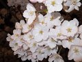 DSCF2296