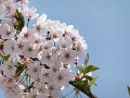 DSCF2353