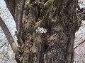 DSCF2357