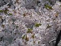 DSCF2368