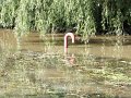 DSCF2796