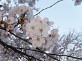 DSCF3281