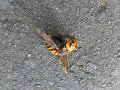 DSCF3669