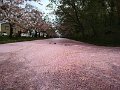 IMG_20200503_120755